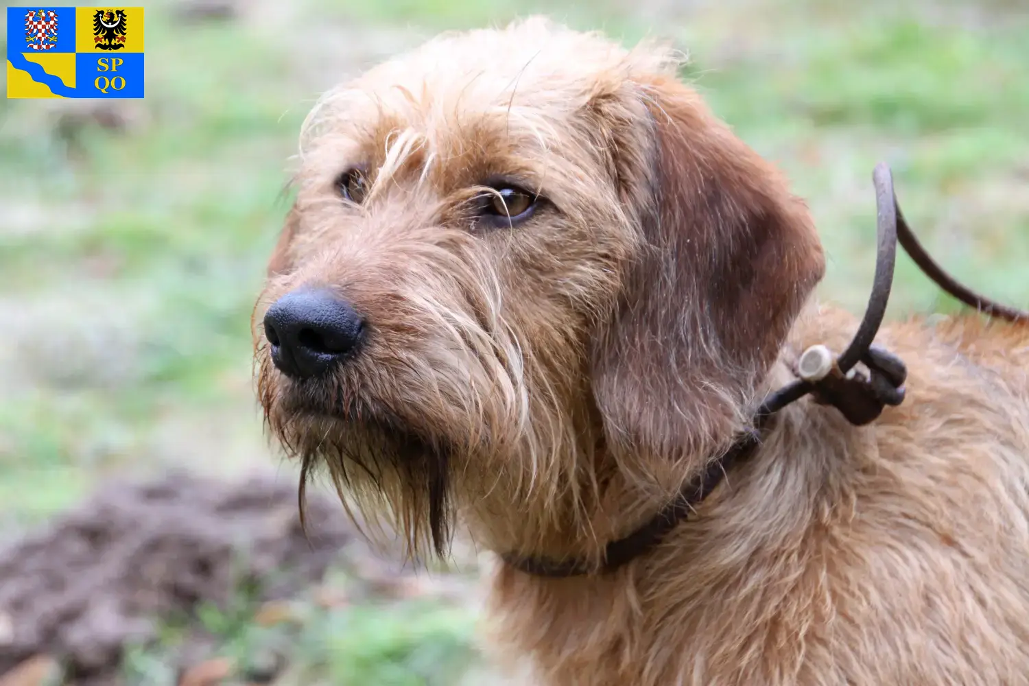 Read more about the article Styrian Wirehaired Dachshund breeders and puppies in Olomouc