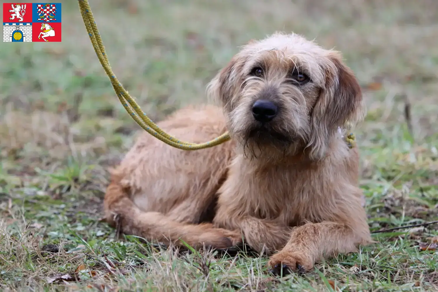 Read more about the article Styrian Wirehaired Dachshund breeders and puppies in Pardubice