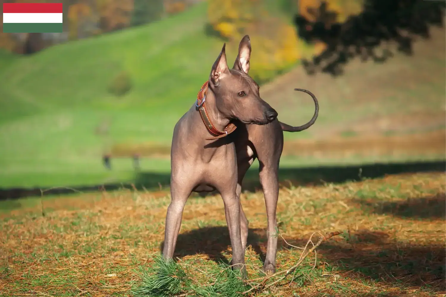 Read more about the article Xolo breeders and puppies in Hungary