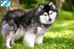 Read more about the article Alaskan Klee Kai breeders and puppies in Bavaria