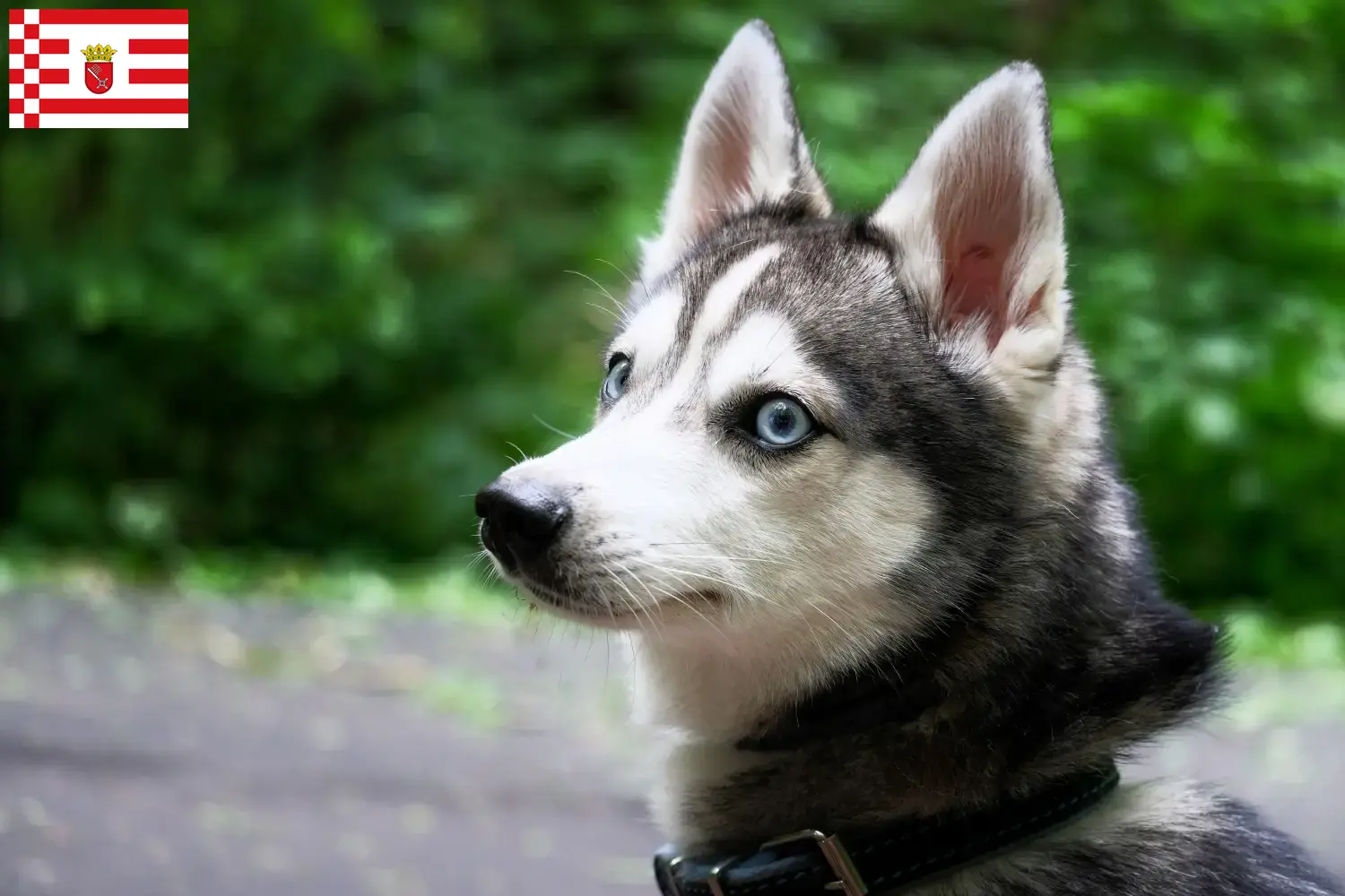 Read more about the article Alaskan Klee Kai breeder and puppies in Bremen