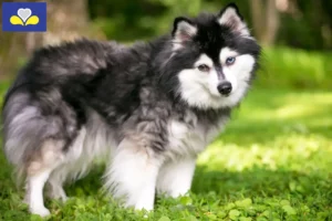 Read more about the article Alaskan Klee Kai breeders and puppies in Brussels-Capital Region