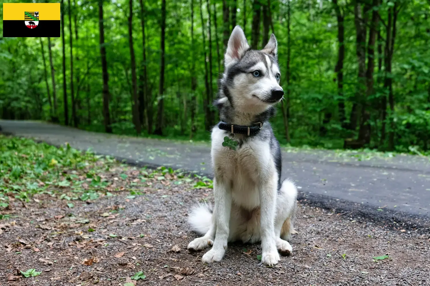 Read more about the article Alaskan Klee Kai breeders and puppies in Saxony-Anhalt