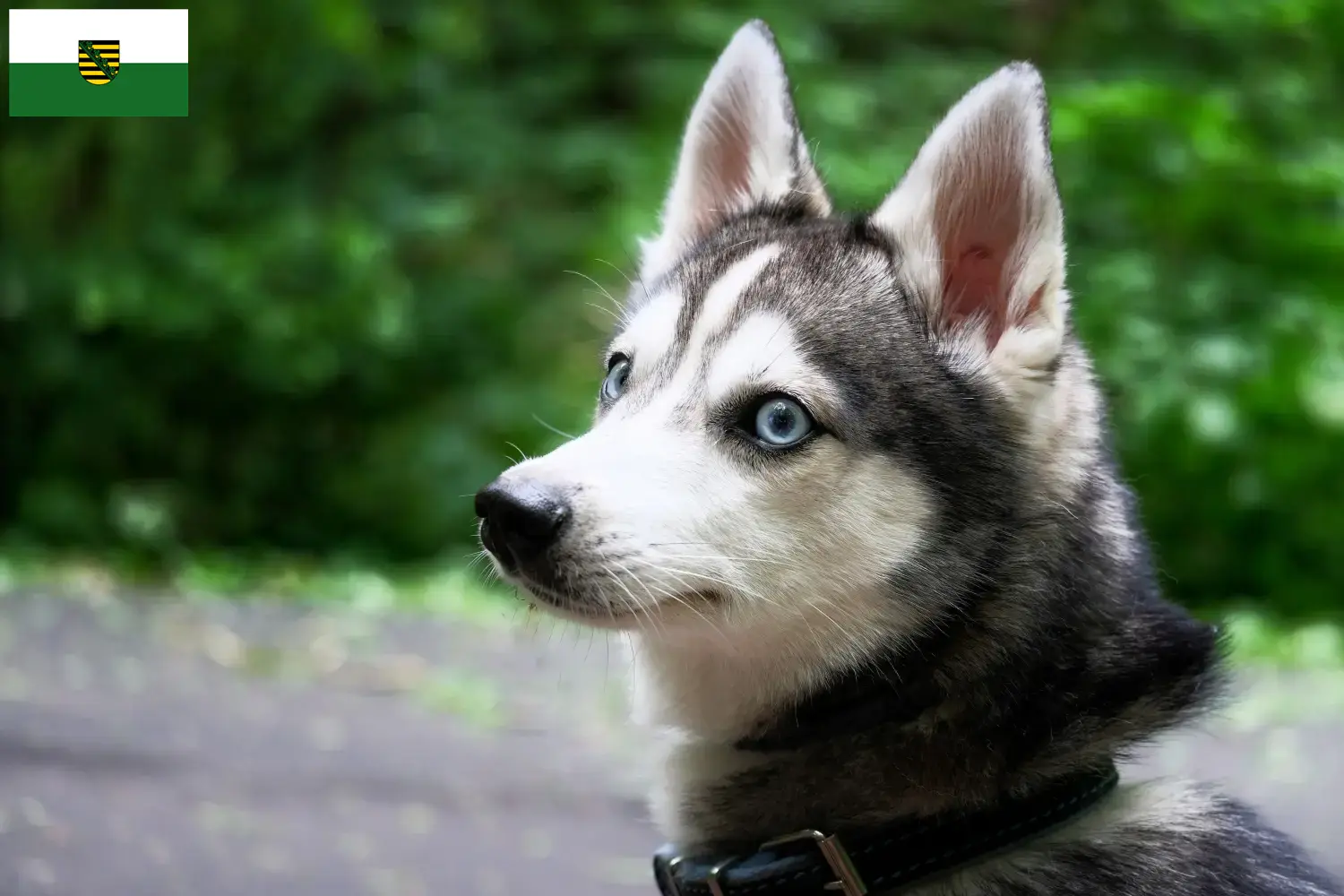 Read more about the article Alaskan Klee Kai breeder and puppies in Saxony