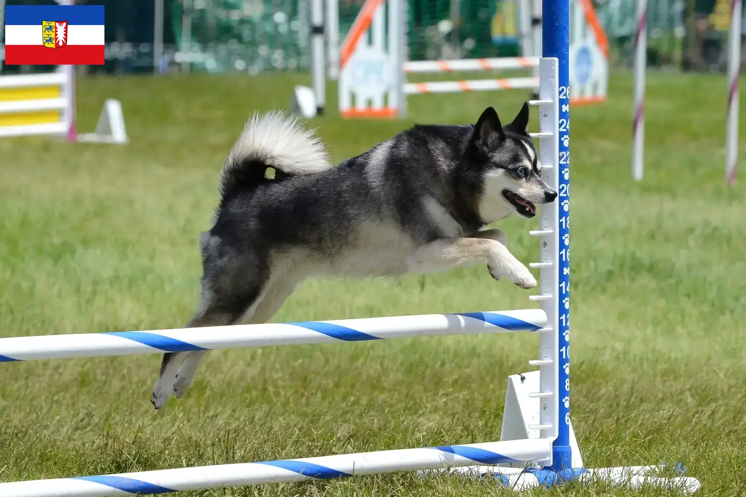 Read more about the article Alaskan Klee Kai breeders and puppies in Schleswig-Holstein