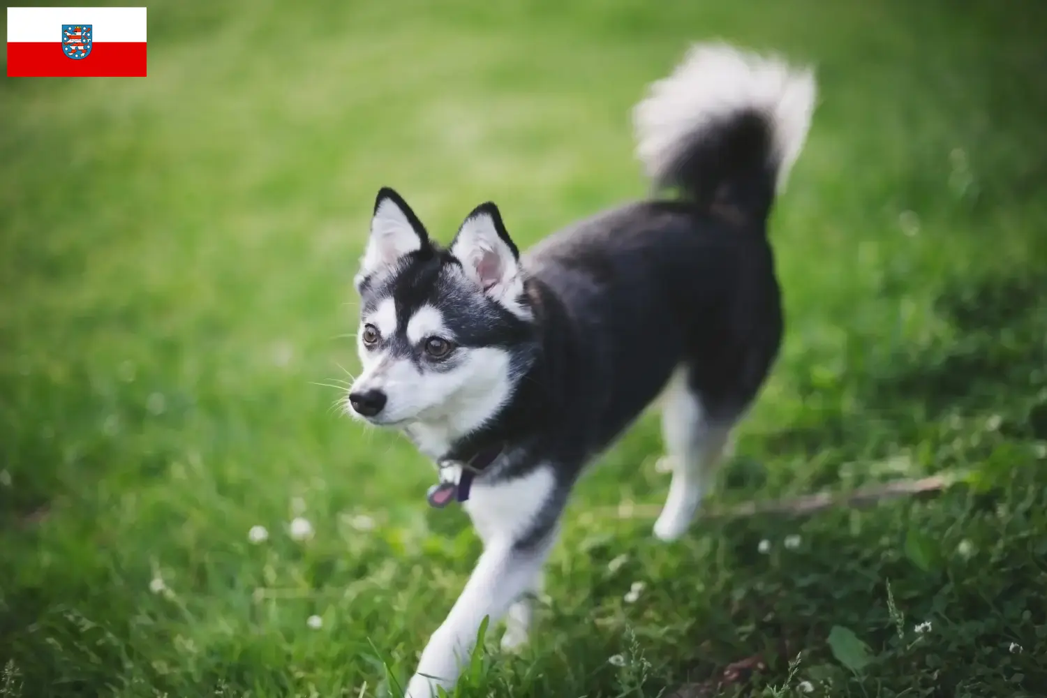 Read more about the article Alaskan Klee Kai breeder and puppies in Thuringia