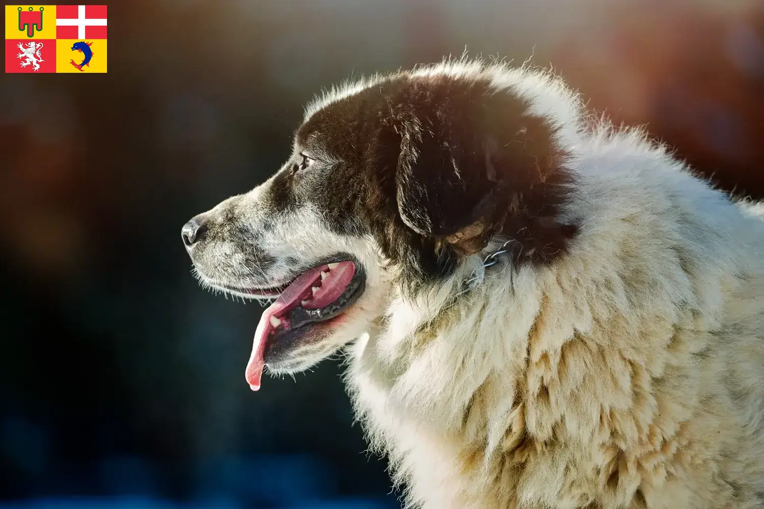 Read more about the article Ciobănesc Românesc de Bucovina Breeder and puppies in Auvergne-Rhône-Alpes