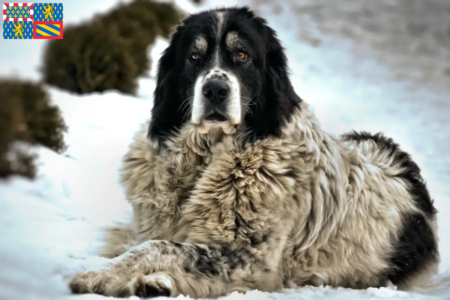 Read more about the article Ciobănesc Românesc de Bucovina breeders and puppies in Bourgogne-Franche-Comté