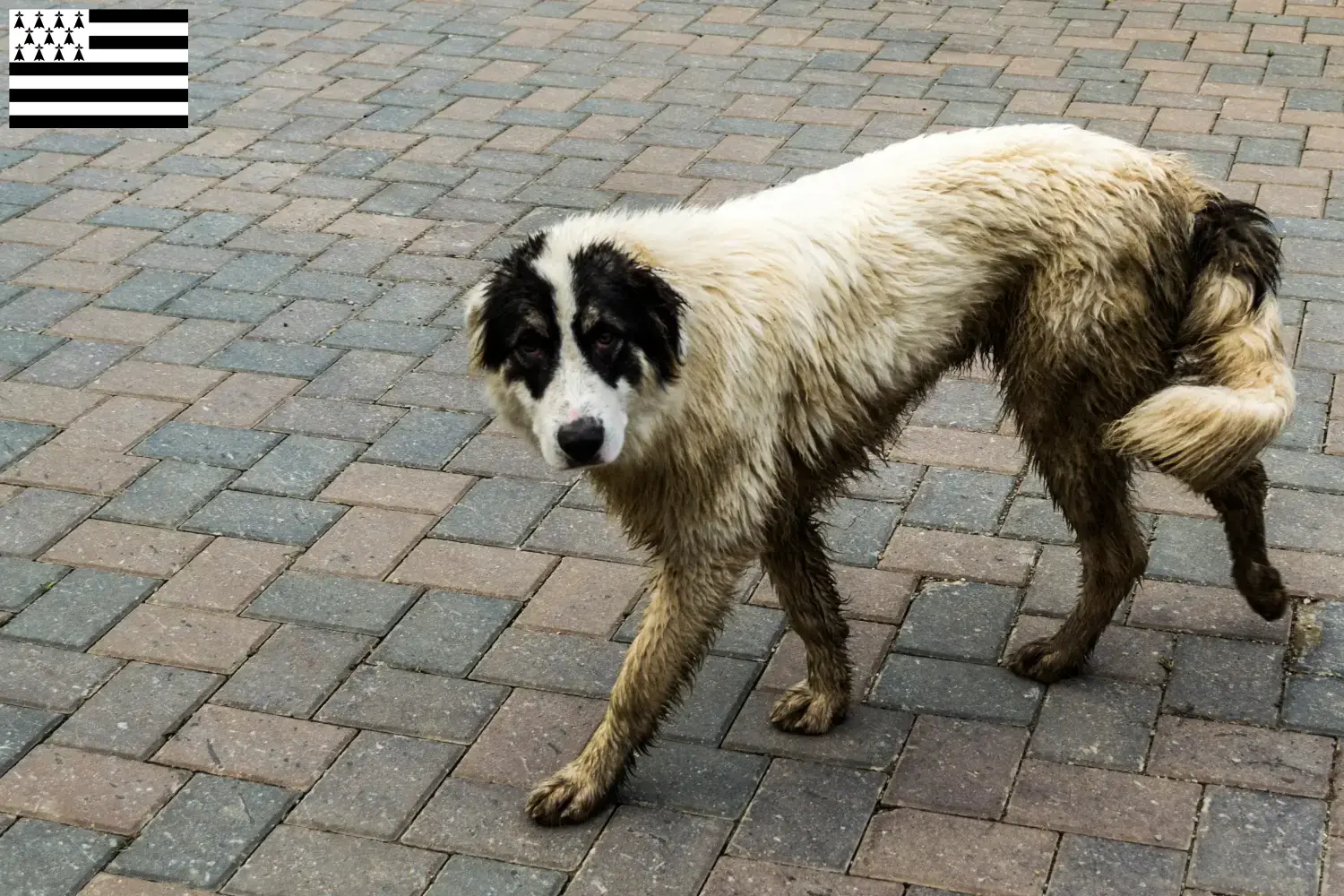 Read more about the article Ciobănesc Românesc de Bucovina Breeder and puppies in Brittany