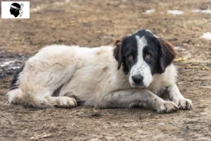 Read more about the article Ciobănesc Românesc de Bucovina breeders and puppies in Corsica