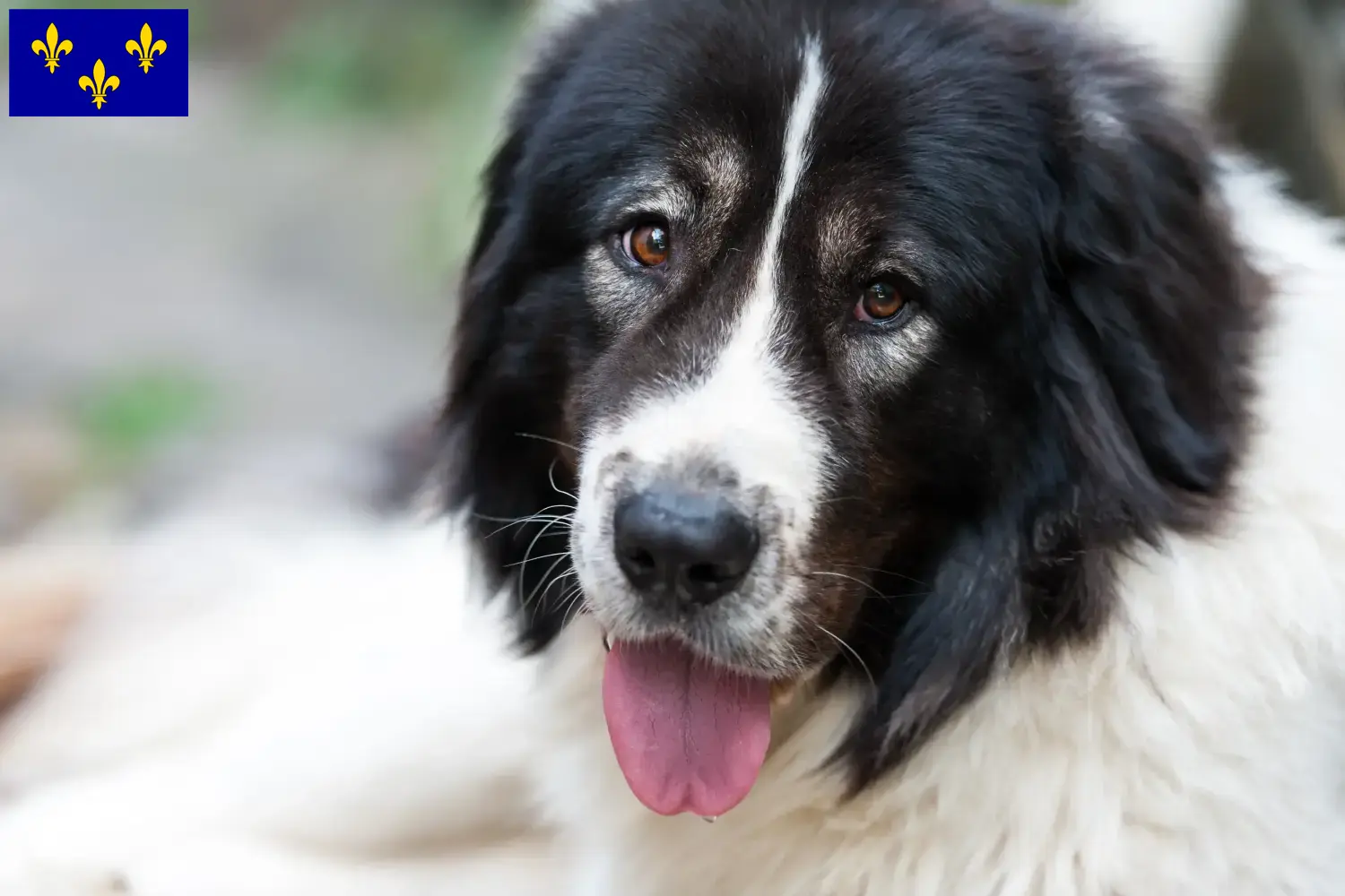 Read more about the article Ciobănesc Românesc de Bucovina Breeder and puppies in Île-de-France