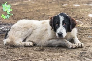 Read more about the article Ciobănesc Românesc de Bucovina Breeder and puppies in Sjælland