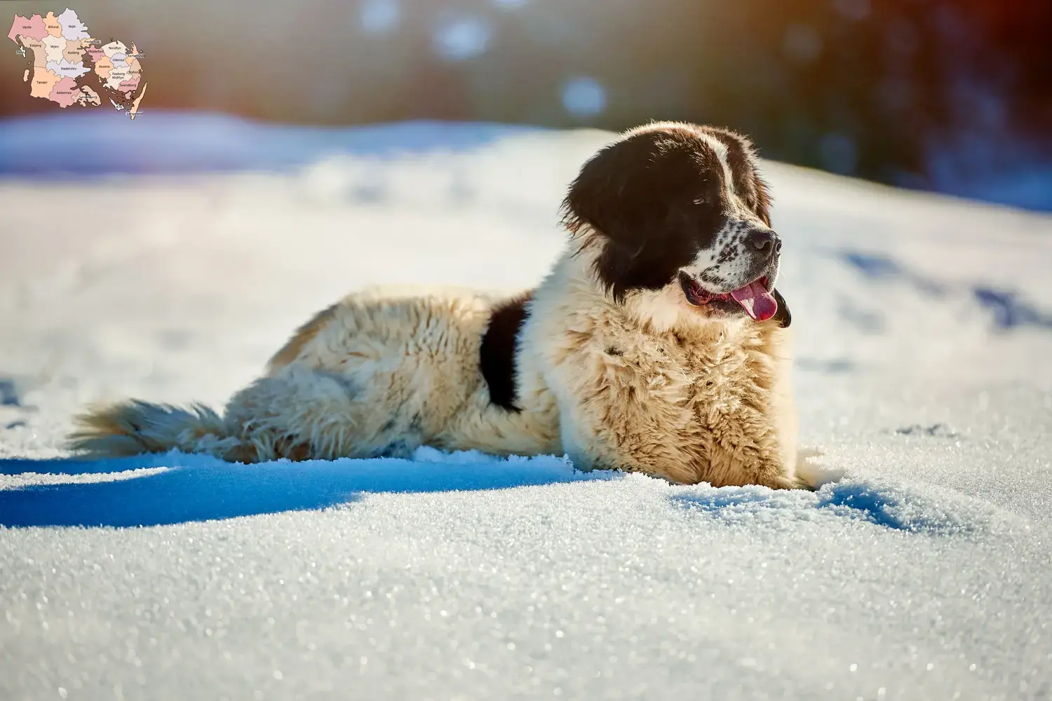 Read more about the article Ciobănesc Românesc de Bucovina Breeder and puppies in Syddanmark