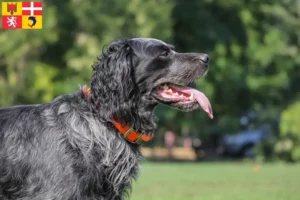 Read more about the article Epagneul Bleu de Picardie breeders and puppies in Auvergne-Rhône-Alpes