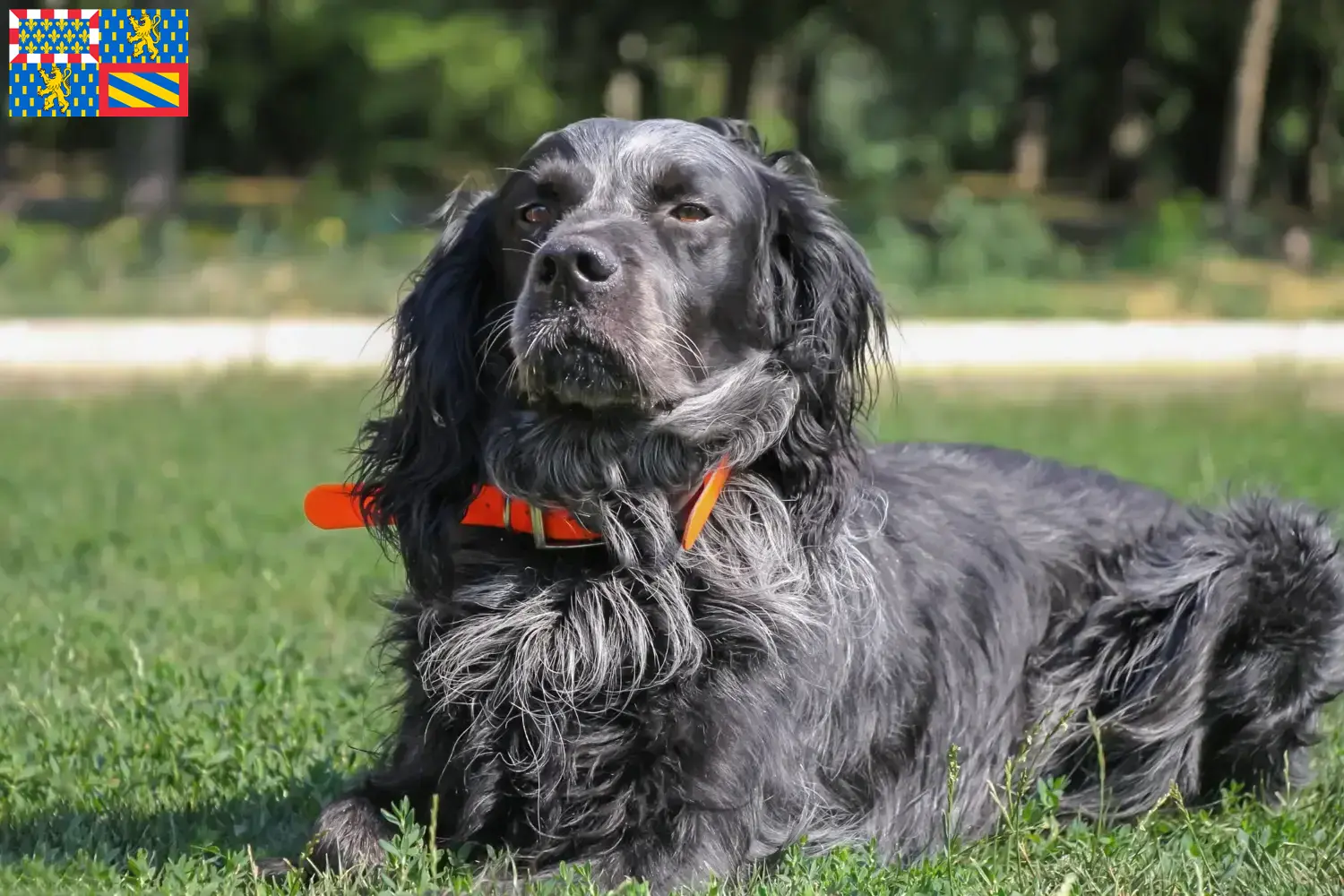 Read more about the article Epagneul Bleu de Picardie breeders and puppies in Bourgogne-Franche-Comté