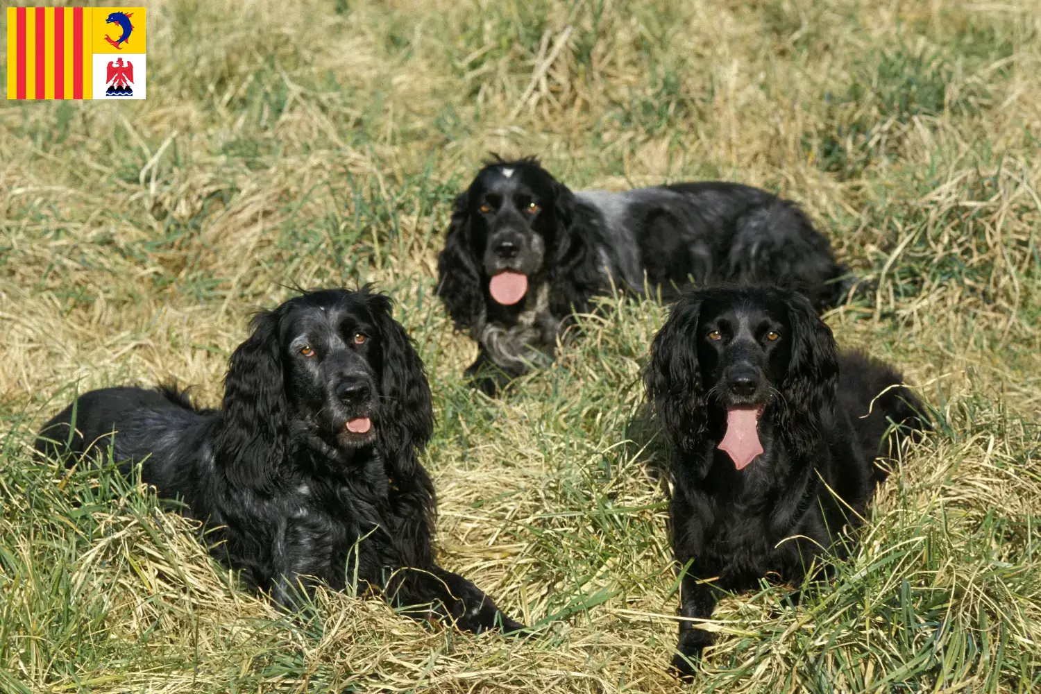 Read more about the article Epagneul Bleu de Picardie breeders and puppies in Provence-Alpes-Côte d’Azur