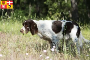 Read more about the article Épagneul français breeders and puppies in Auvergne-Rhône-Alpes