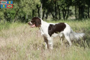 Read more about the article Épagneul français breeders and puppies in Bourgogne-Franche-Comté