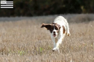 Read more about the article Épagneul français breeders and puppies in Brittany