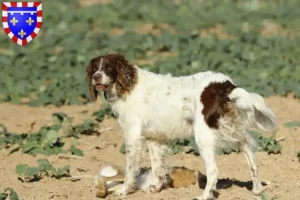 Read more about the article Épagneul français breeders and puppies in Centre-Val de Loire