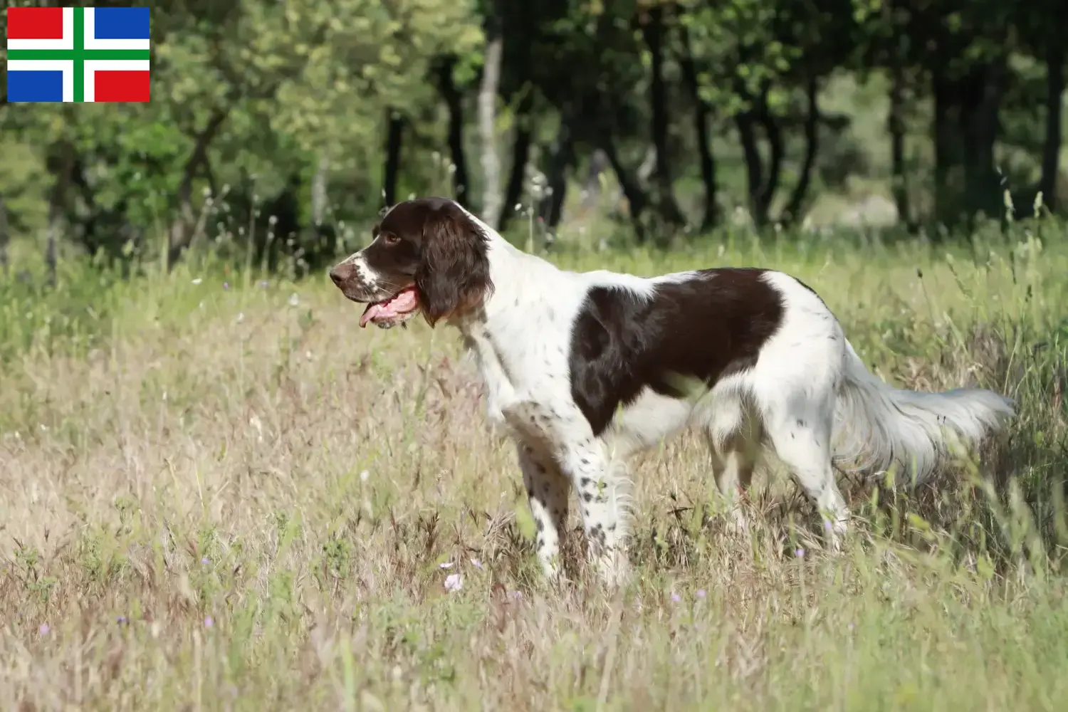 Read more about the article Épagneul français breeders and puppies in Groningen