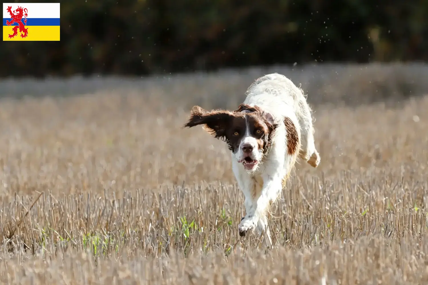 Read more about the article Épagneul français breeders and puppies in Limburg