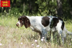 Read more about the article Épagneul français breeders and puppies in Normandy