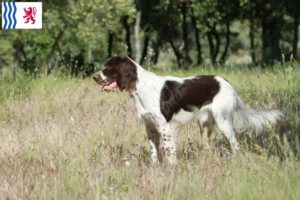 Read more about the article Épagneul français breeders and puppies in Nouvelle-Aquitaine