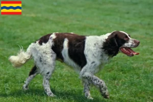 Read more about the article Épagneul français breeders and puppies in Overijssel