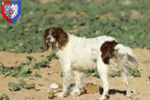 Read more about the article Épagneul français breeders and puppies in Pays de la Loire