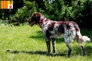 Read more about the article Épagneul français breeders and puppies in Provence-Alpes-Côte d’Azur