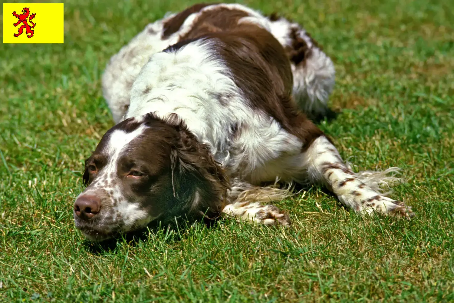 Read more about the article Épagneul français breeders and puppies in South Holland