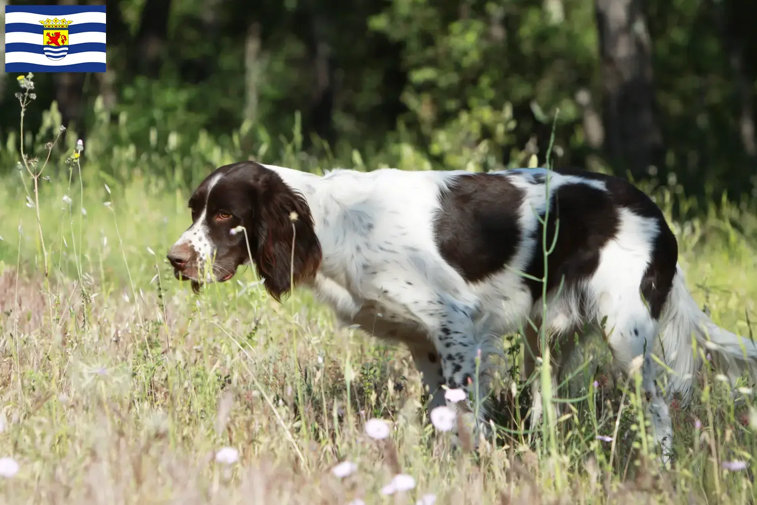 Read more about the article Épagneul français breeders and puppies in Zeeland