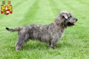 Read more about the article Irish Glen of Imaal Terrier breeders and puppies in Carinthia