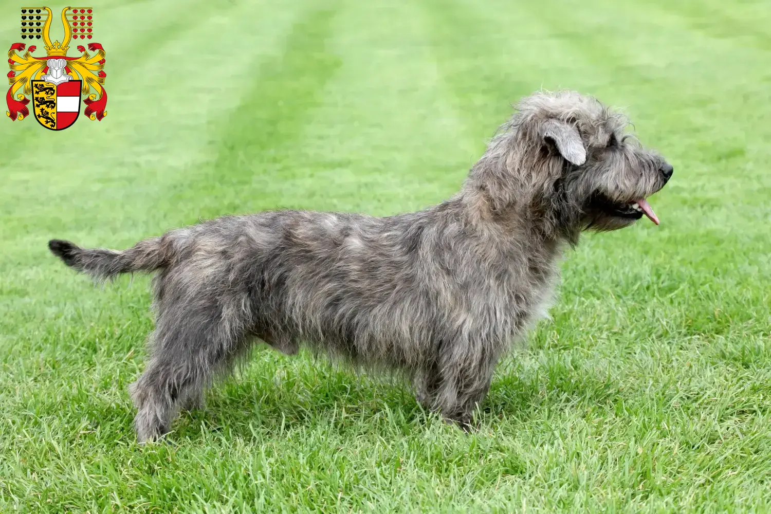 Read more about the article Irish Glen of Imaal Terrier breeders and puppies in Carinthia