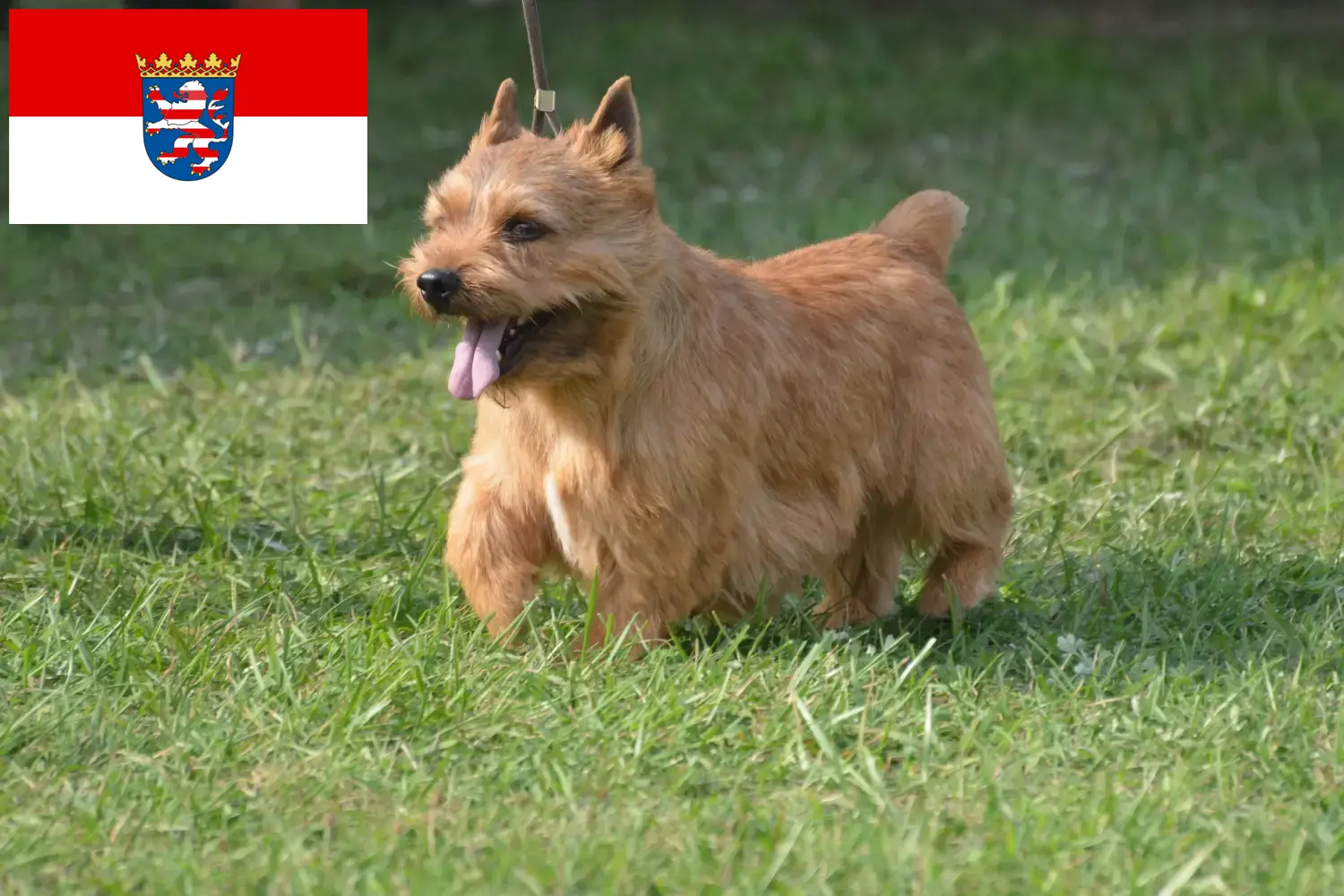 Read more about the article Irish Glen of Imaal Terrier breeders and puppies in Hessen