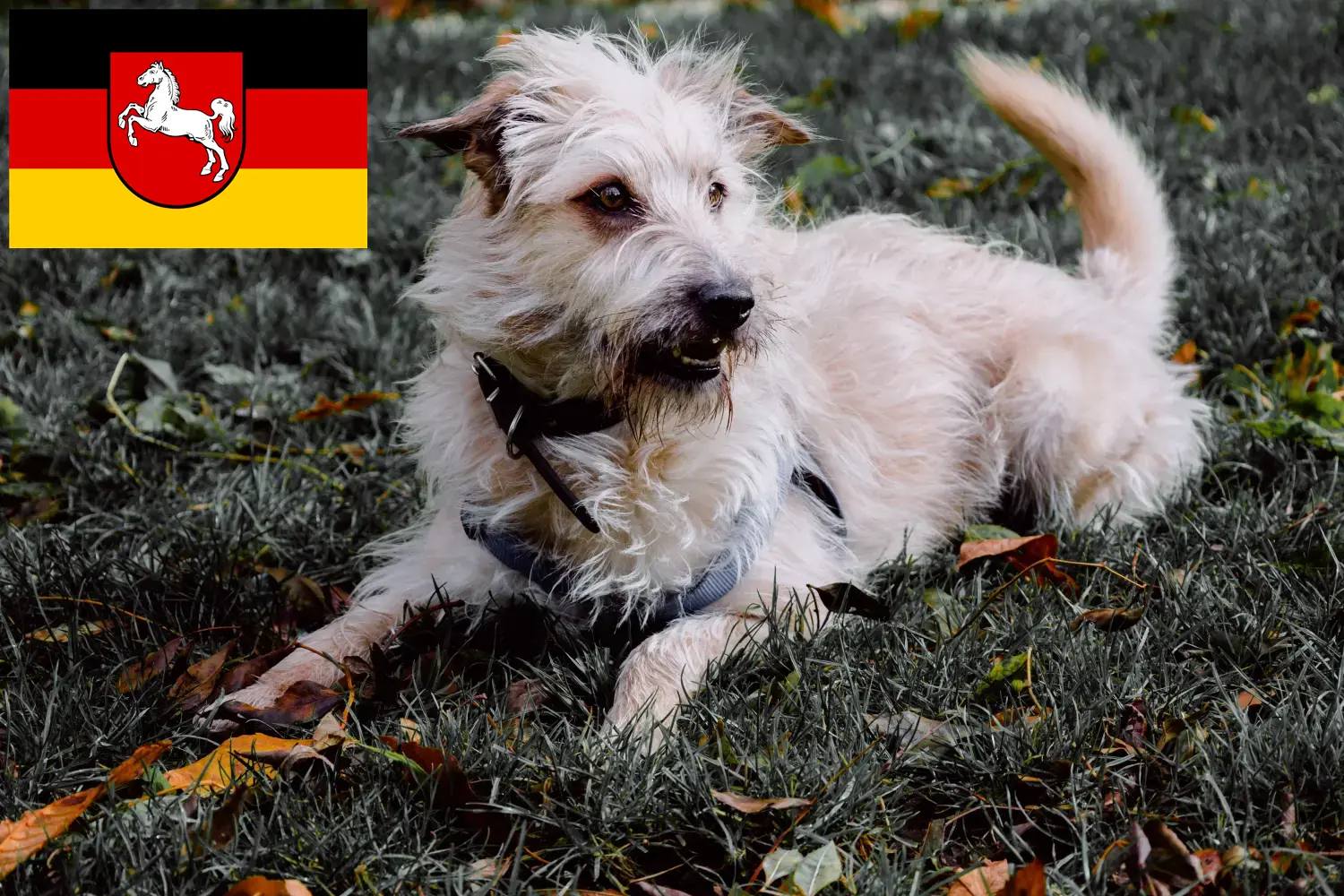 Read more about the article Irish Glen of Imaal Terrier breeders and puppies in Lower Saxony