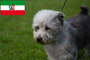 Read more about the article Irish Glen of Imaal Terrier breeders and puppies in North Rhine-Westphalia