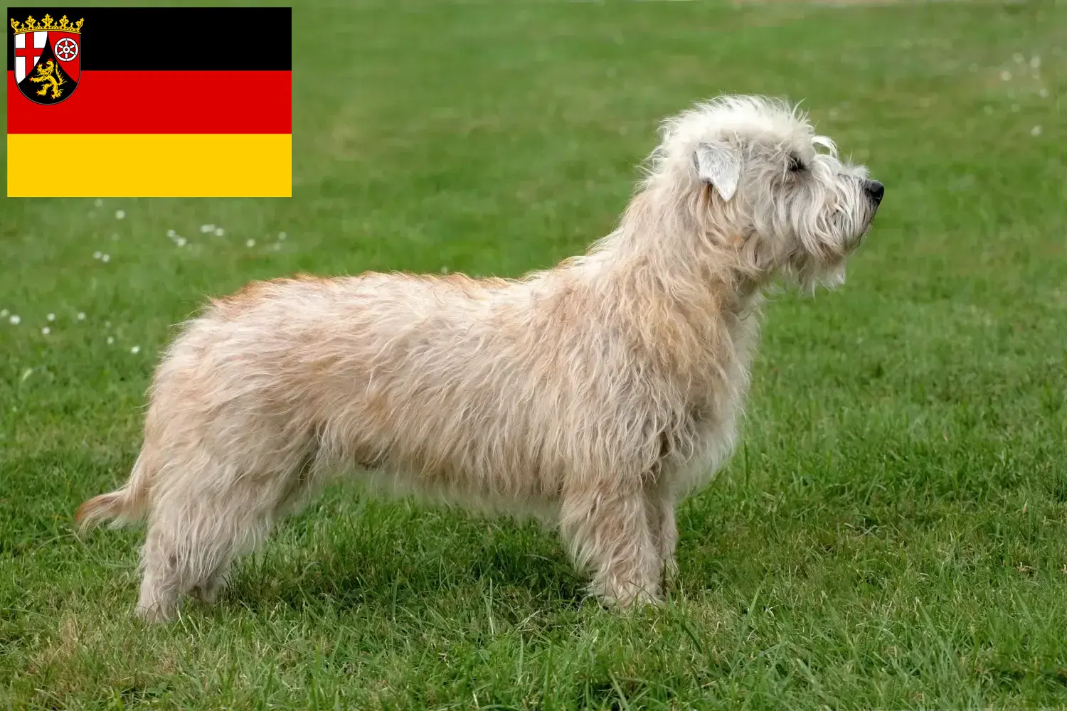 Read more about the article Irish Glen of Imaal Terrier breeders and puppies in Rhineland-Palatinate