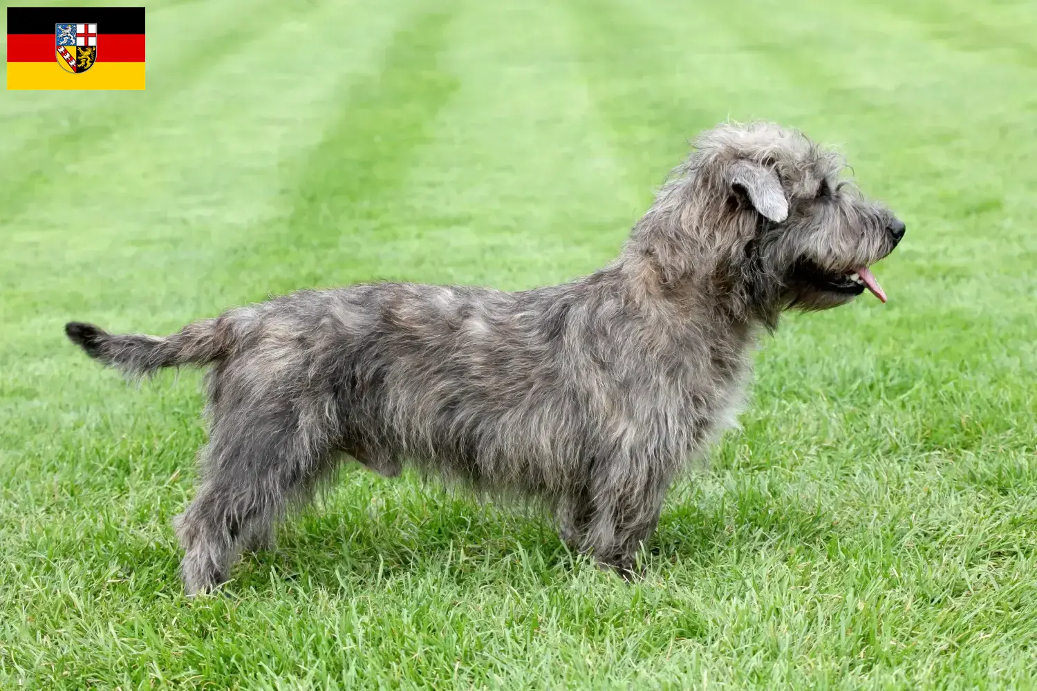 Read more about the article Irish Glen of Imaal Terrier breeders and puppies in Saarland