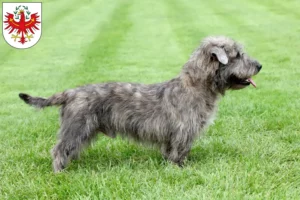 Read more about the article Irish Glen of Imaal Terrier breeders and puppies in Tyrol