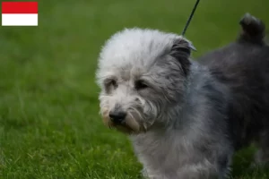 Read more about the article Irish Glen of Imaal Terrier breeders and puppies in Vienna