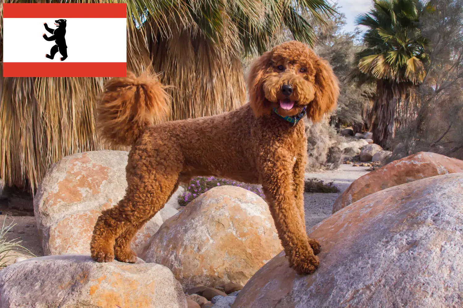 Read more about the article Labradoodle breeders and puppies in Berlin