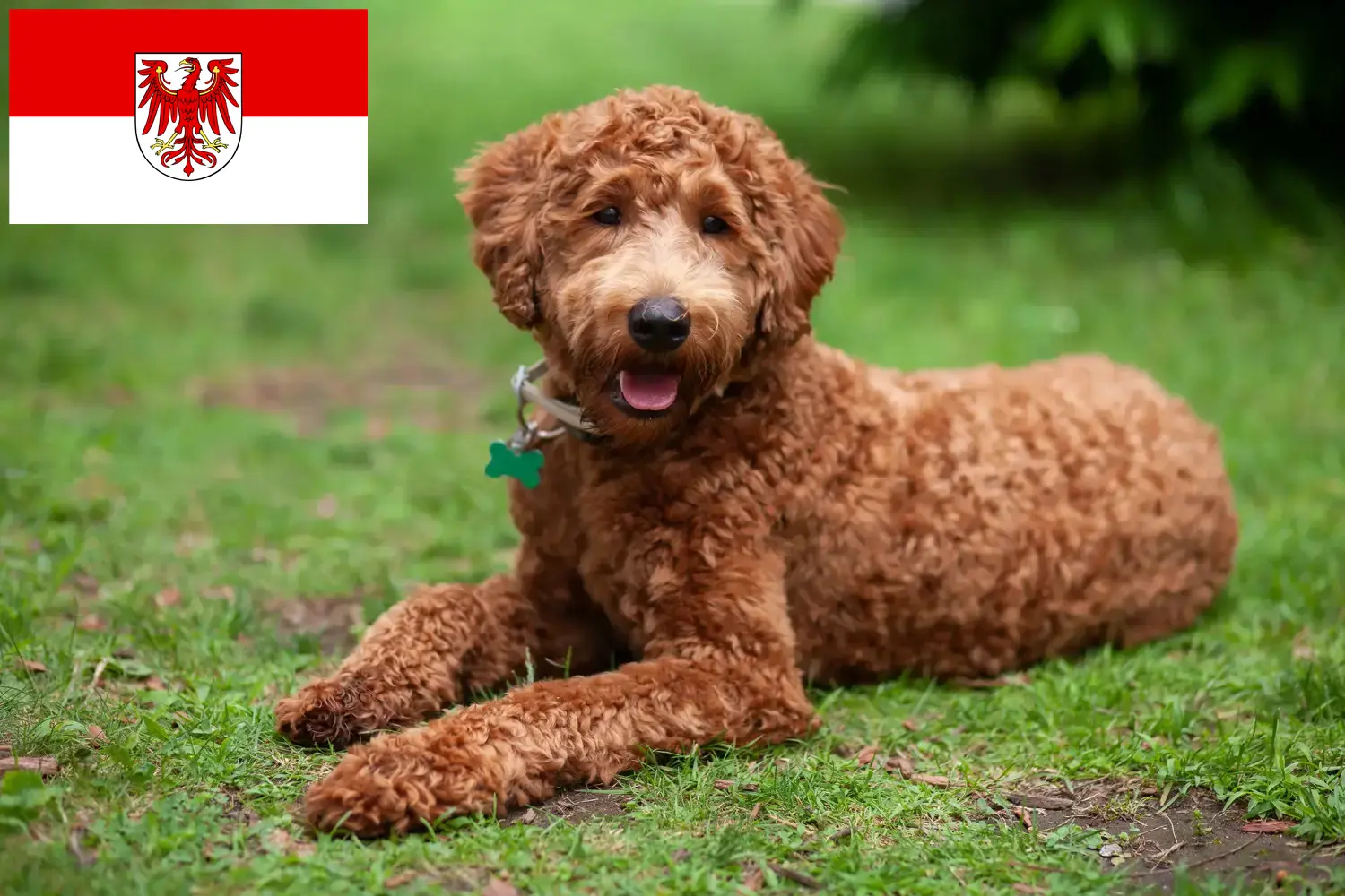 Read more about the article Labradoodle breeders and puppies in Brandenburg