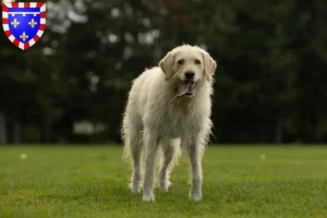 Read more about the article Labradoodle breeders and puppies in Centre-Val de Loire