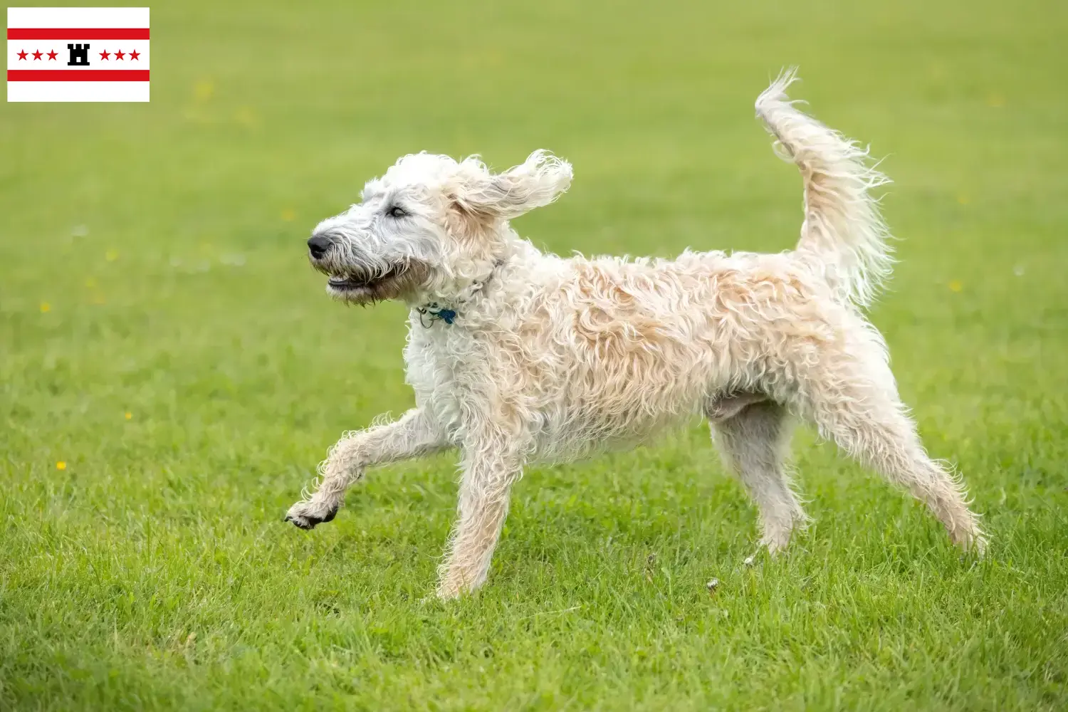 Read more about the article Labradoodle breeders and puppies in Drenthe