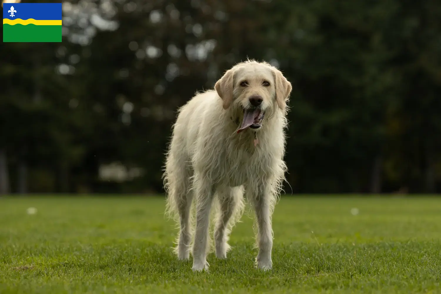 Read more about the article Labradoodle breeders and puppies in Flevoland