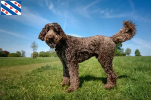 Read more about the article Labradoodle breeders and puppies in Friesland