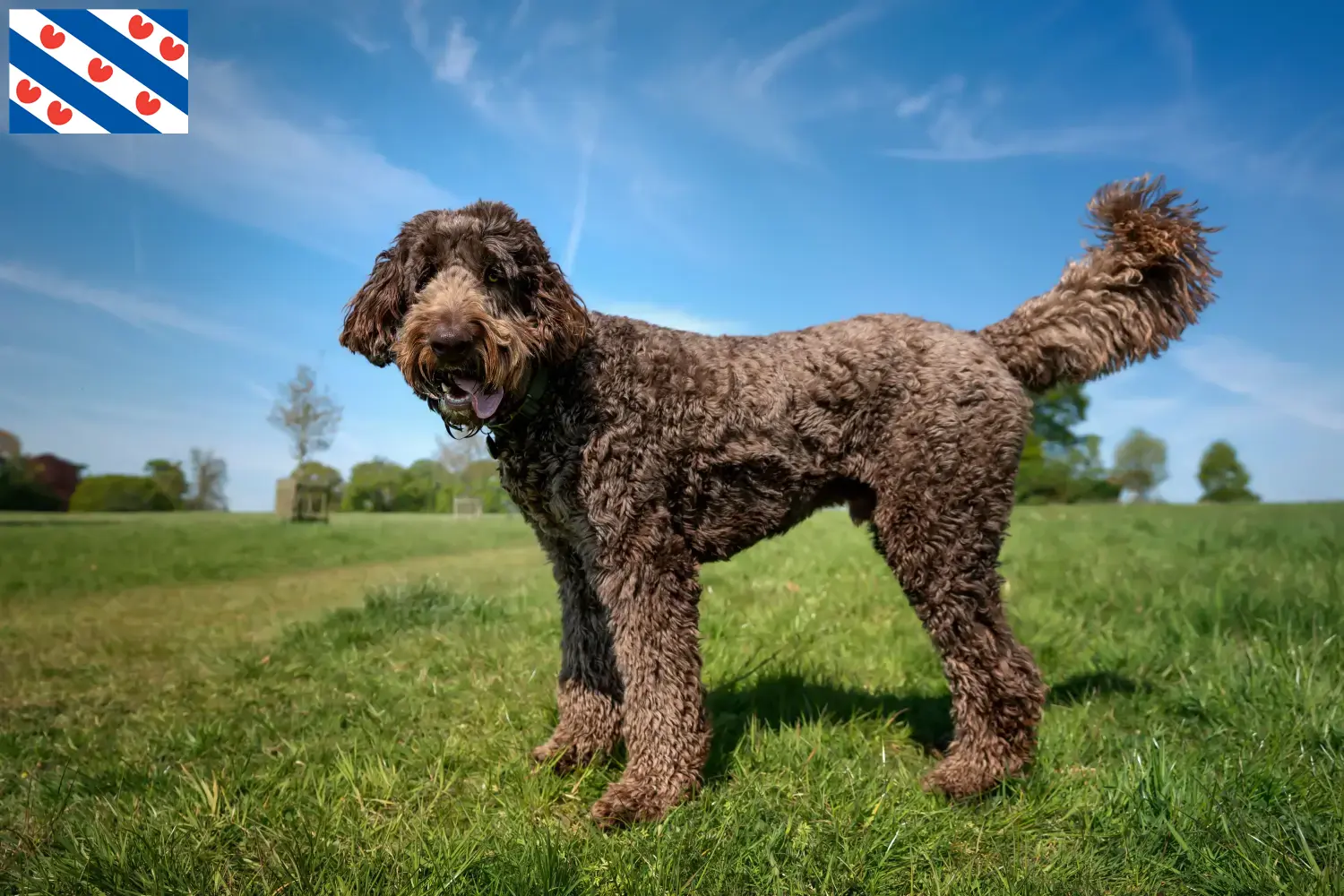 Read more about the article Labradoodle breeders and puppies in Friesland