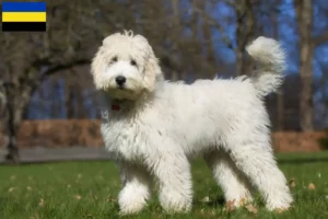 Read more about the article Labradoodle breeders and puppies in Gelderland